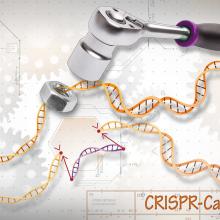 CRISPR- Cas9